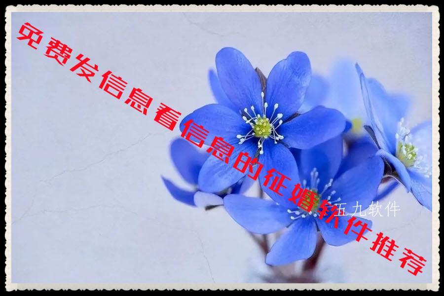 免费发信息看信息的征婚软件推荐