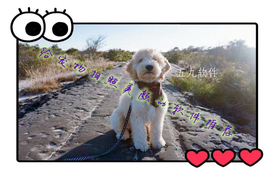 给宠物拍照美颜的软件推荐