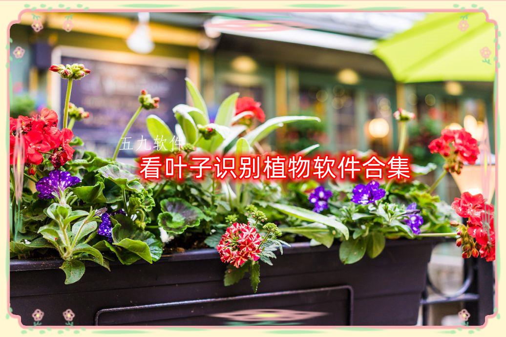 看叶子识别植物软件合集