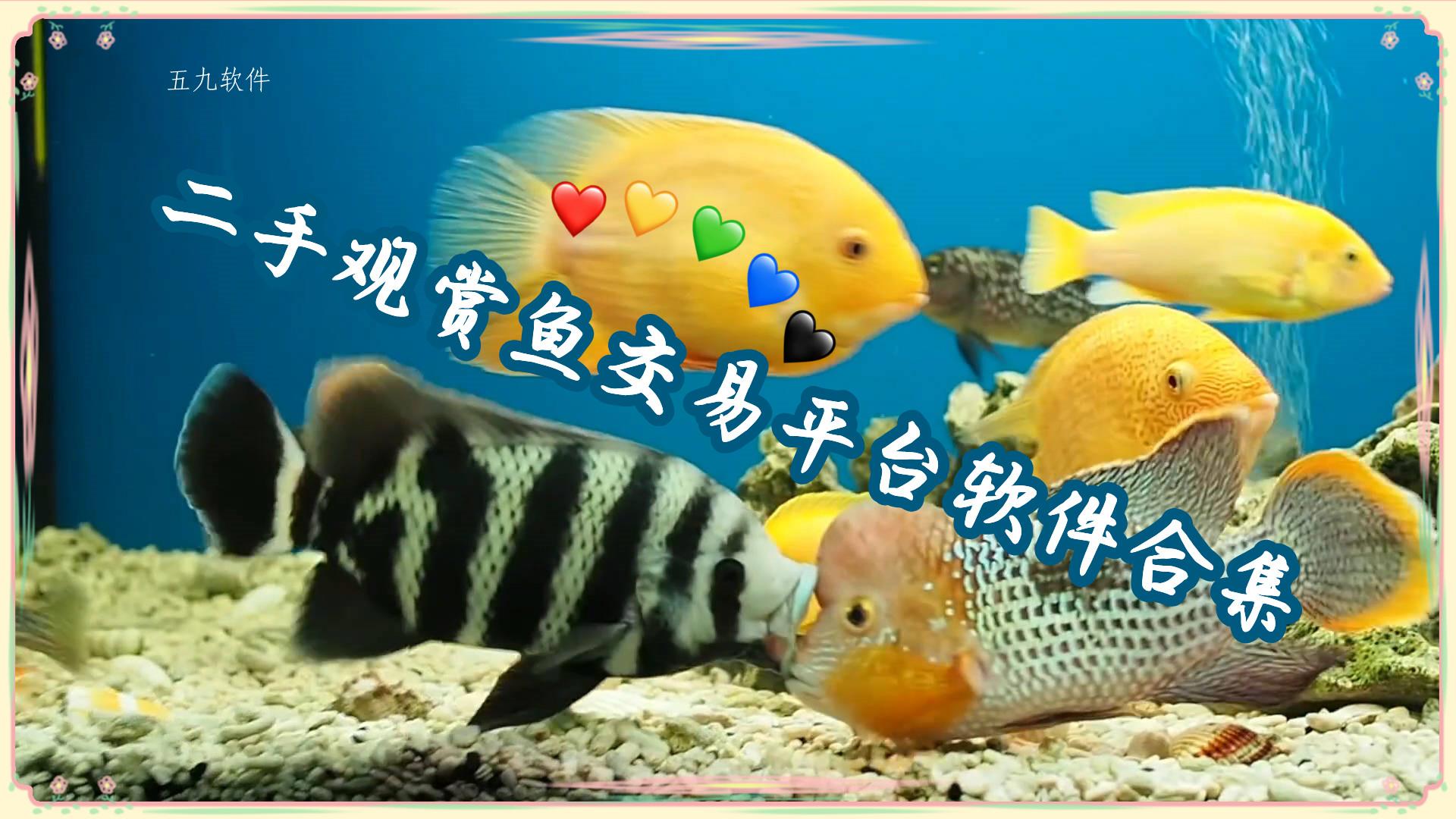 二手观赏鱼交易平台软件合集