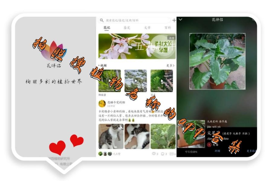 拍照搜植物名称的app合集 拍照搜植物名称的app合集