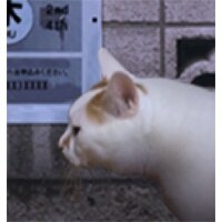 翌日猫之怪奇谭下载2026最新版