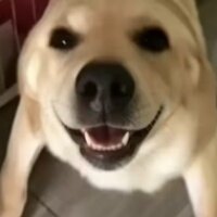 大狗叫游戏模拟器下载手机版